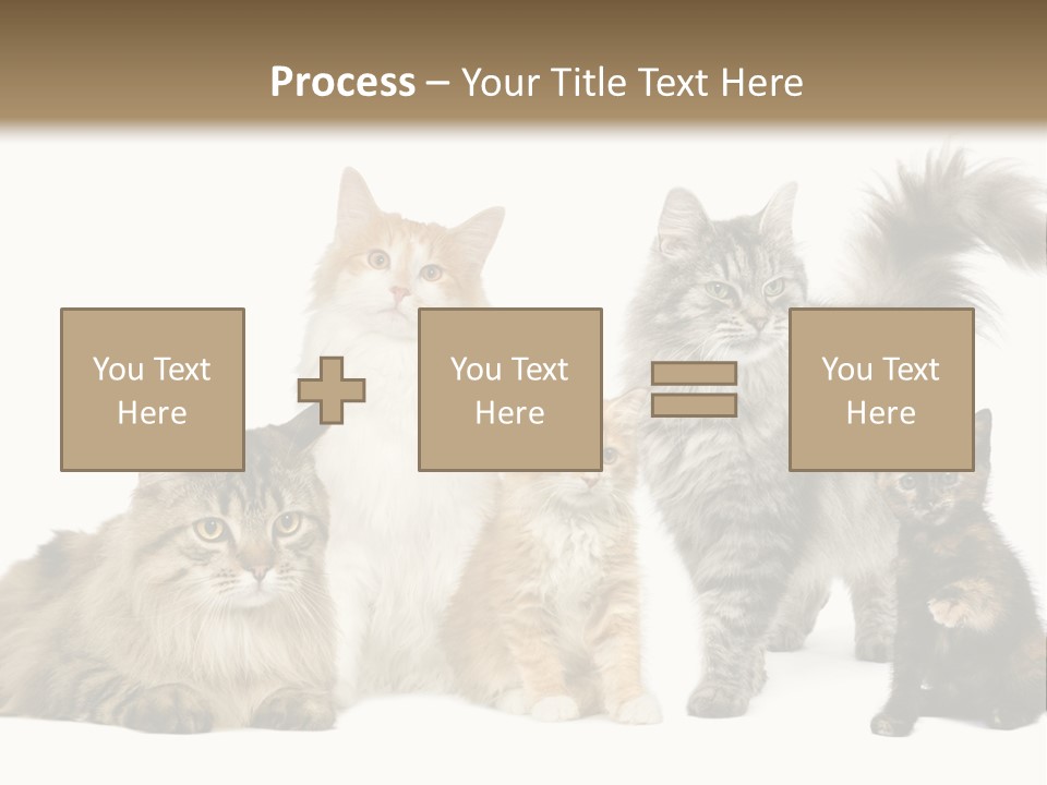 Group Of 5 Cats In A Row : Norwegian, Siberian And Persian Cat In A Row In Front Of A White Background PowerPoint Template