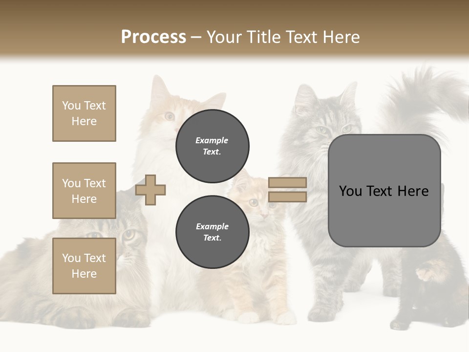 Group Of 5 Cats In A Row : Norwegian, Siberian And Persian Cat In A Row In Front Of A White Background PowerPoint Template