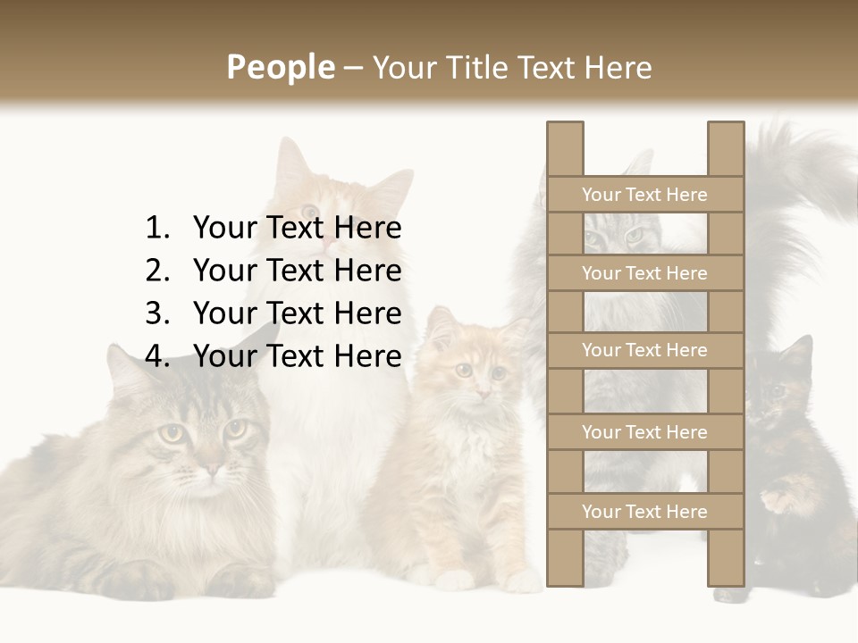 Group Of 5 Cats In A Row : Norwegian, Siberian And Persian Cat In A Row In Front Of A White Background PowerPoint Template