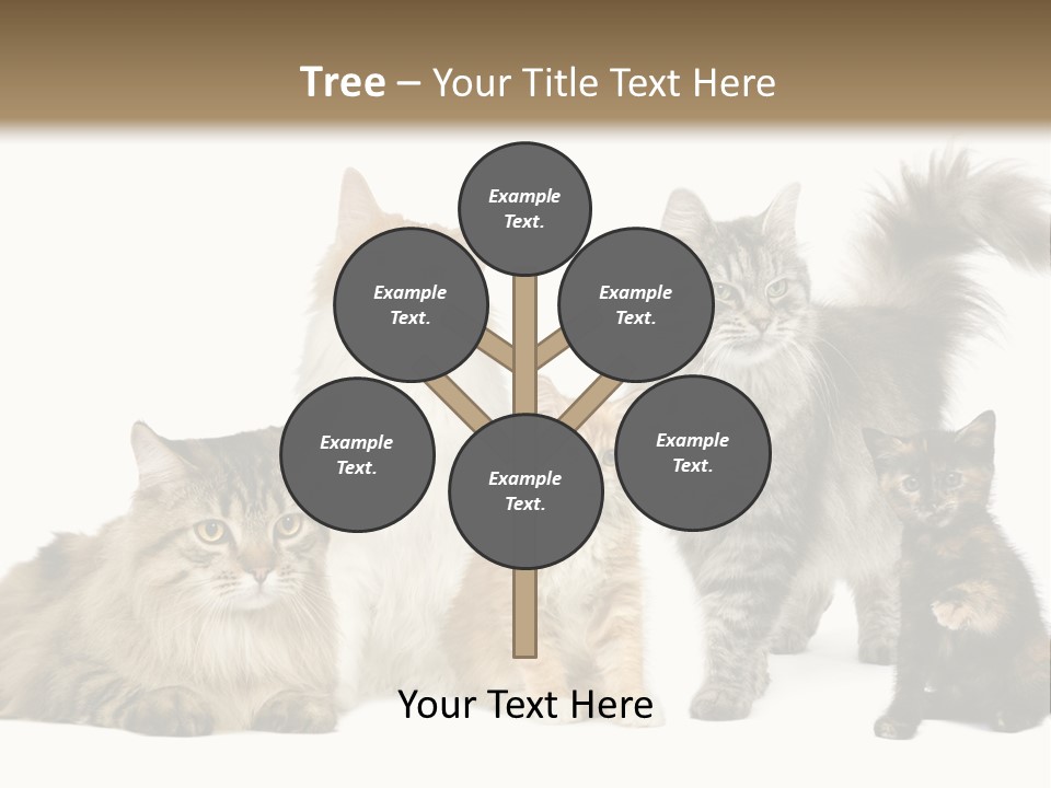 Group Of 5 Cats In A Row : Norwegian, Siberian And Persian Cat In A Row In Front Of A White Background PowerPoint Template