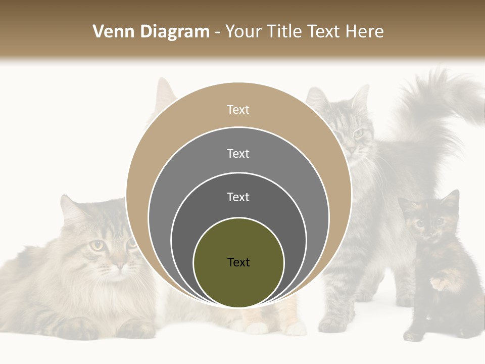 Group Of 5 Cats In A Row : Norwegian, Siberian And Persian Cat In A Row In Front Of A White Background PowerPoint Template