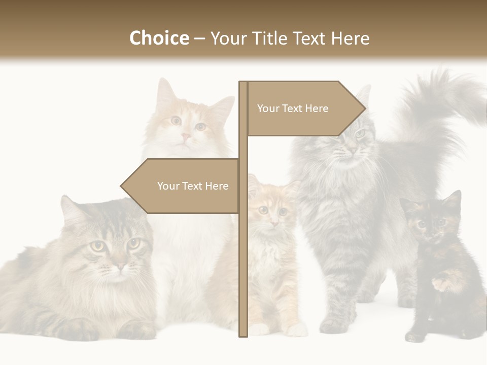 Group Of 5 Cats In A Row : Norwegian, Siberian And Persian Cat In A Row In Front Of A White Background PowerPoint Template