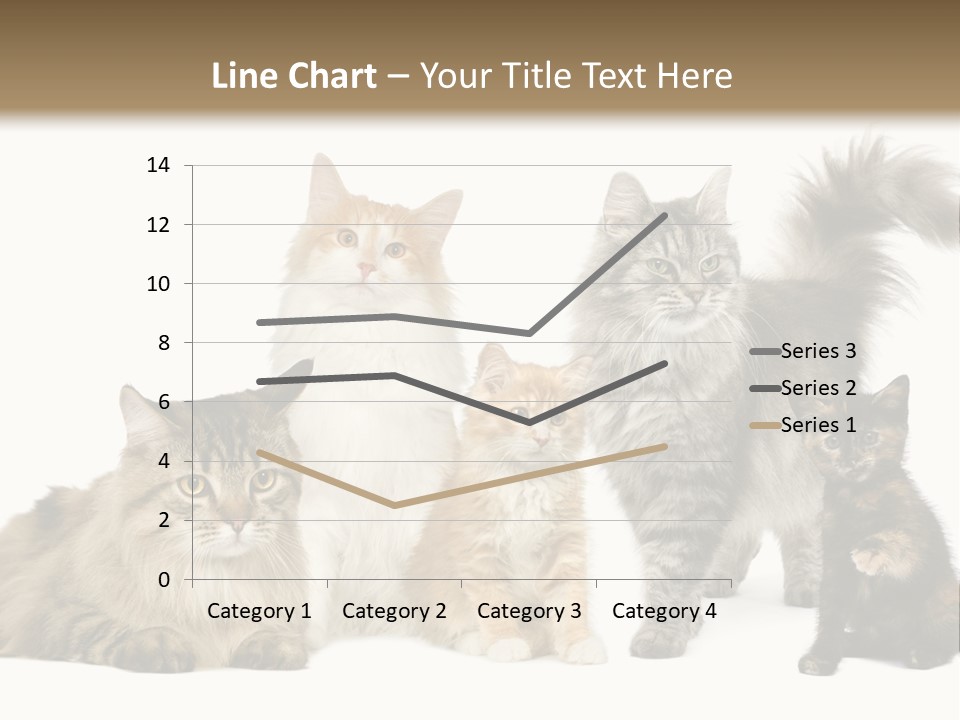 Group Of 5 Cats In A Row : Norwegian, Siberian And Persian Cat In A Row In Front Of A White Background PowerPoint Template