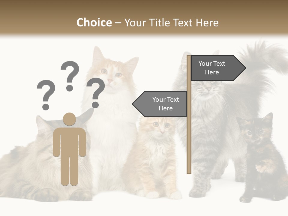 Group Of 5 Cats In A Row : Norwegian, Siberian And Persian Cat In A Row In Front Of A White Background PowerPoint Template