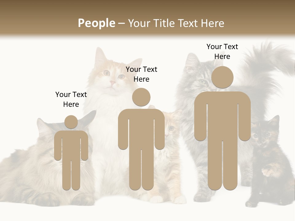 Group Of 5 Cats In A Row : Norwegian, Siberian And Persian Cat In A Row In Front Of A White Background PowerPoint Template