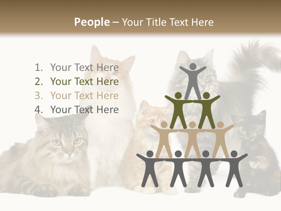 Group Of 5 Cats In A Row : Norwegian, Siberian And Persian Cat In A Row In Front Of A White Background PowerPoint Template
