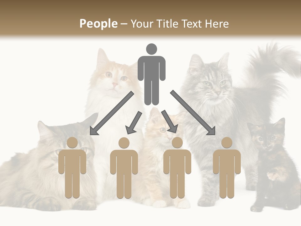 Group Of 5 Cats In A Row : Norwegian, Siberian And Persian Cat In A Row In Front Of A White Background PowerPoint Template