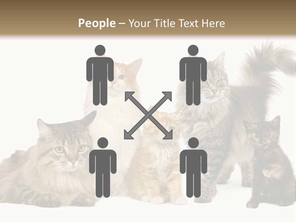 Group Of 5 Cats In A Row : Norwegian, Siberian And Persian Cat In A Row In Front Of A White Background PowerPoint Template