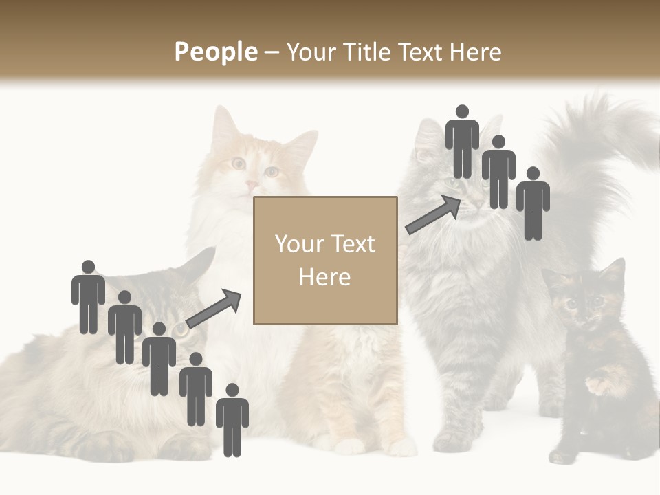 Group Of 5 Cats In A Row : Norwegian, Siberian And Persian Cat In A Row In Front Of A White Background PowerPoint Template