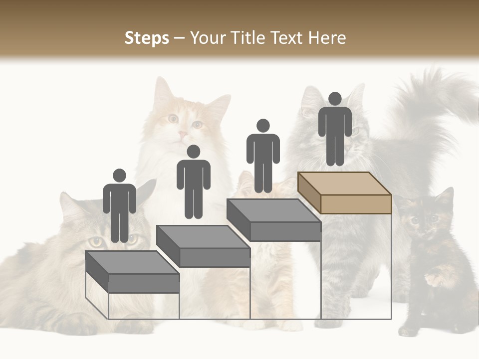 Group Of 5 Cats In A Row : Norwegian, Siberian And Persian Cat In A Row In Front Of A White Background PowerPoint Template