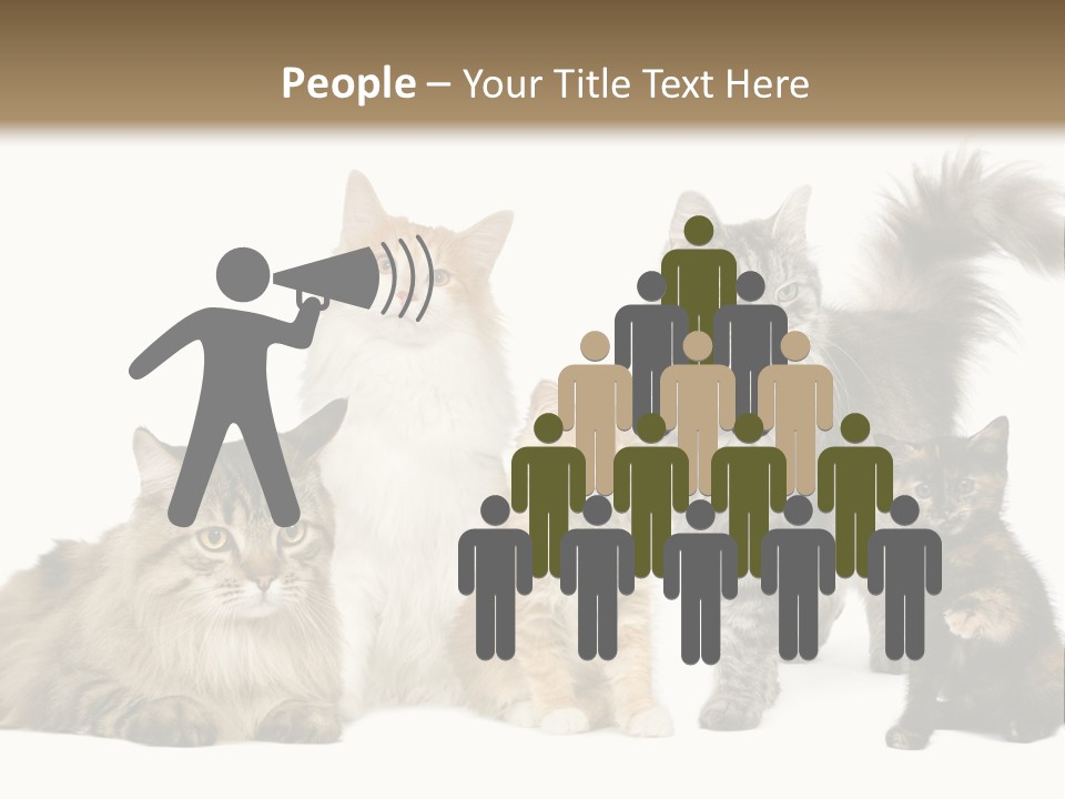 Group Of 5 Cats In A Row : Norwegian, Siberian And Persian Cat In A Row In Front Of A White Background PowerPoint Template