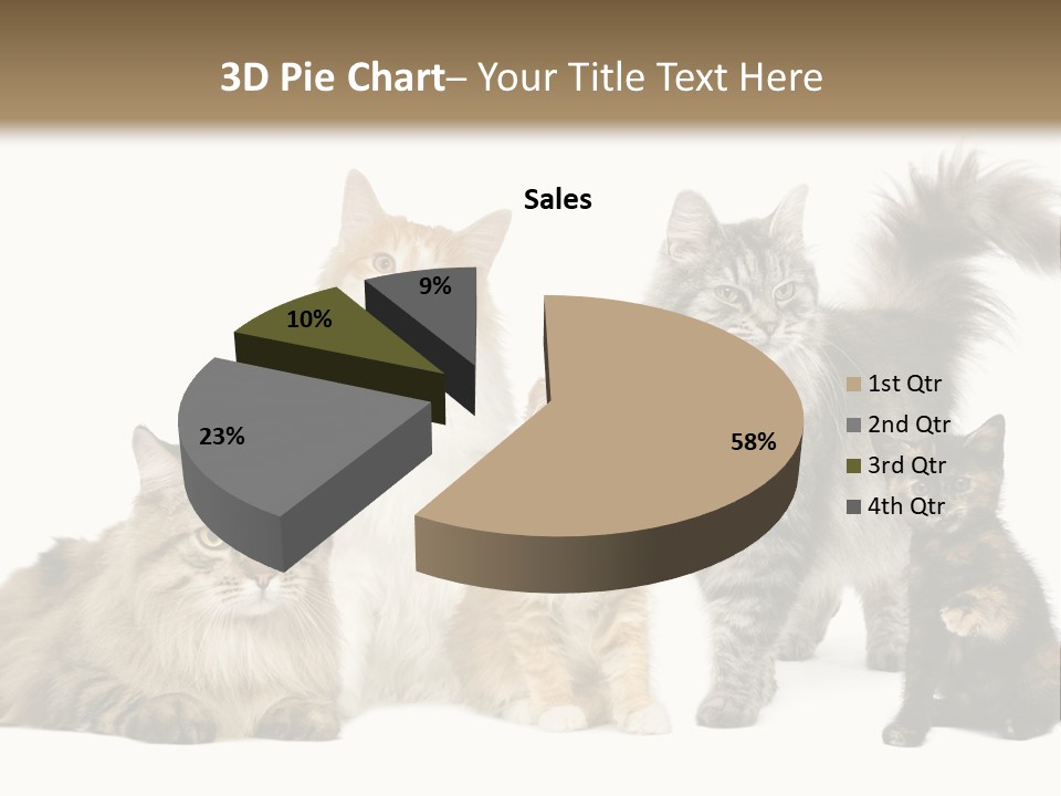 Group Of 5 Cats In A Row : Norwegian, Siberian And Persian Cat In A Row In Front Of A White Background PowerPoint Template