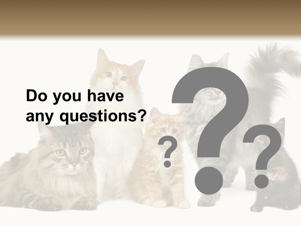Group Of 5 Cats In A Row : Norwegian, Siberian And Persian Cat In A Row In Front Of A White Background PowerPoint Template