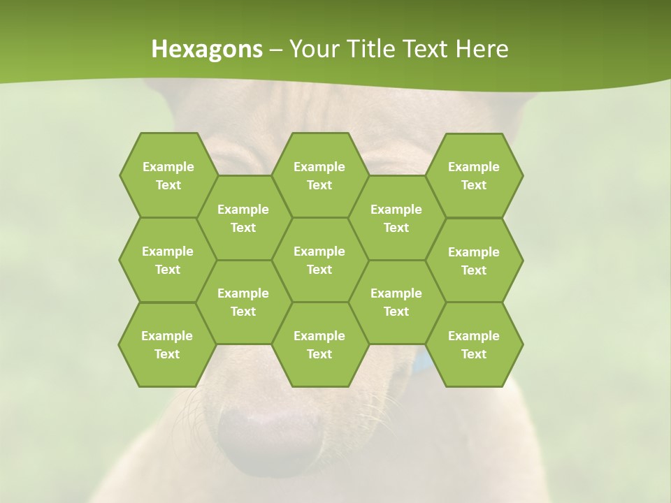 Cirneco Dell'etna, Sicilian Hound Puppy PowerPoint Template