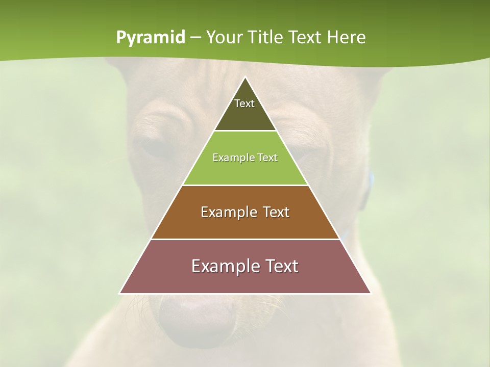 Cirneco Dell'etna, Sicilian Hound Puppy PowerPoint Template