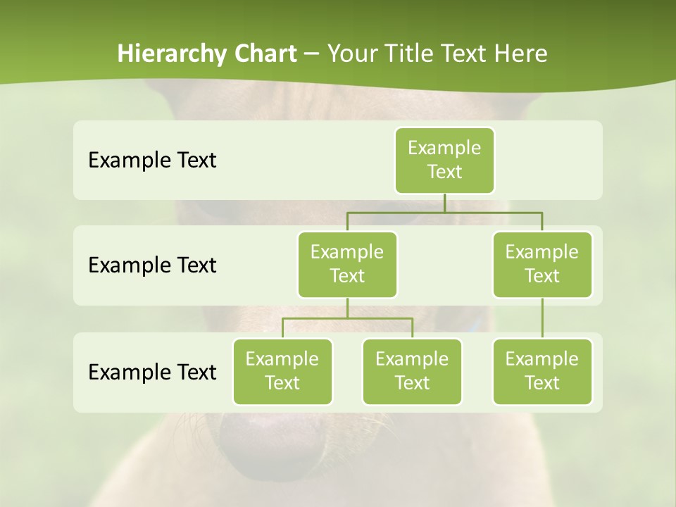 Cirneco Dell'etna, Sicilian Hound Puppy PowerPoint Template