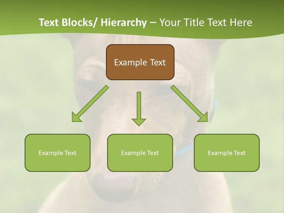 Cirneco Dell'etna, Sicilian Hound Puppy PowerPoint Template