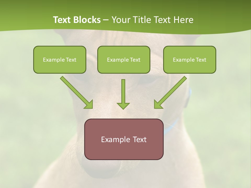 Cirneco Dell'etna, Sicilian Hound Puppy PowerPoint Template
