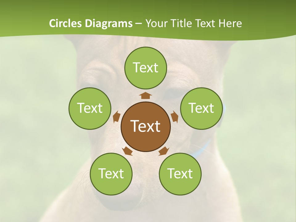 Cirneco Dell'etna, Sicilian Hound Puppy PowerPoint Template