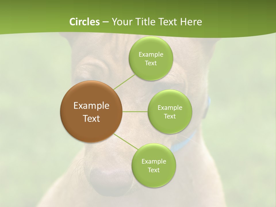 Cirneco Dell'etna, Sicilian Hound Puppy PowerPoint Template