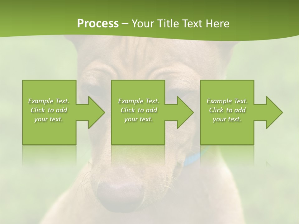 Cirneco Dell'etna, Sicilian Hound Puppy PowerPoint Template