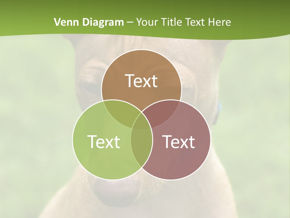 Cirneco Dell'etna, Sicilian Hound Puppy PowerPoint Template