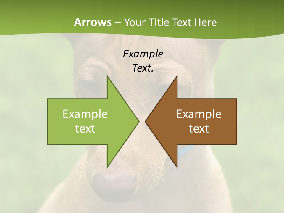 Cirneco Dell'etna, Sicilian Hound Puppy PowerPoint Template