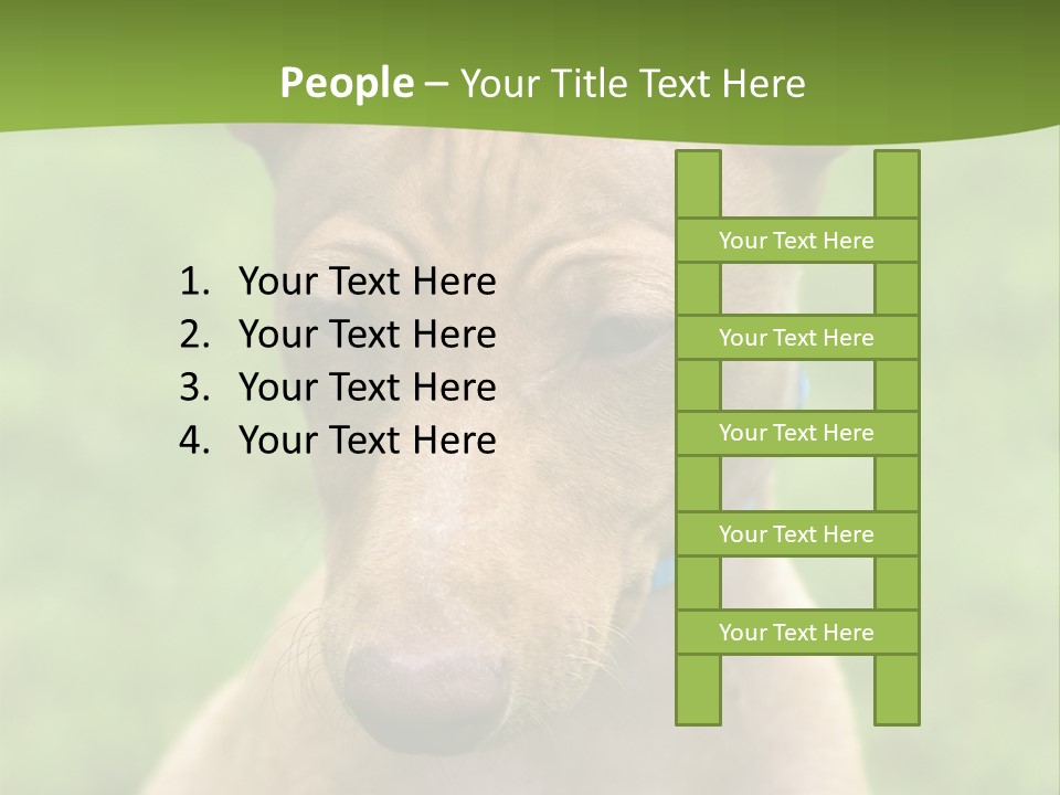 Cirneco Dell'etna, Sicilian Hound Puppy PowerPoint Template