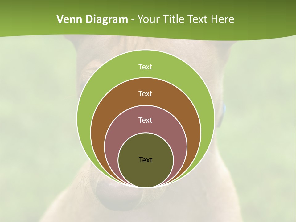 Cirneco Dell'etna, Sicilian Hound Puppy PowerPoint Template