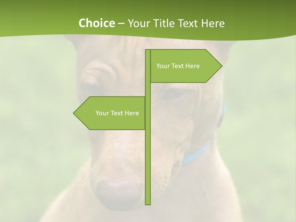 Cirneco Dell'etna, Sicilian Hound Puppy PowerPoint Template