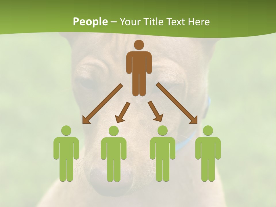 Cirneco Dell'etna, Sicilian Hound Puppy PowerPoint Template