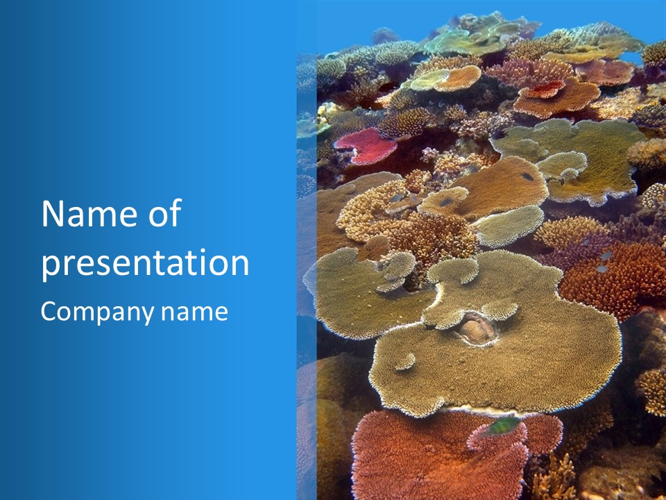 A Group Of Corals On A Reef Powerpoint Presentation PowerPoint Template