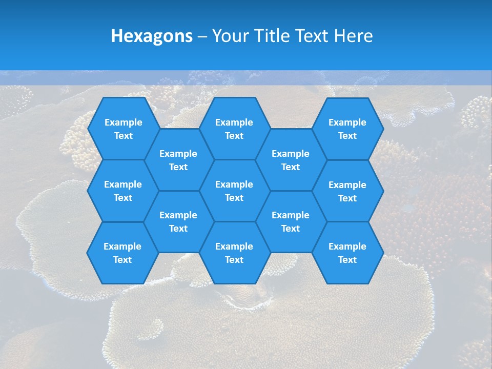 A Group Of Corals On A Reef Powerpoint Presentation PowerPoint Template