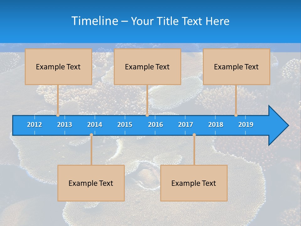 A Group Of Corals On A Reef Powerpoint Presentation PowerPoint Template