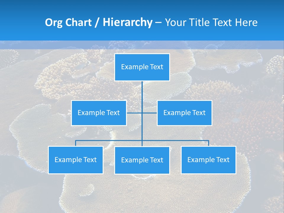 A Group Of Corals On A Reef Powerpoint Presentation PowerPoint Template