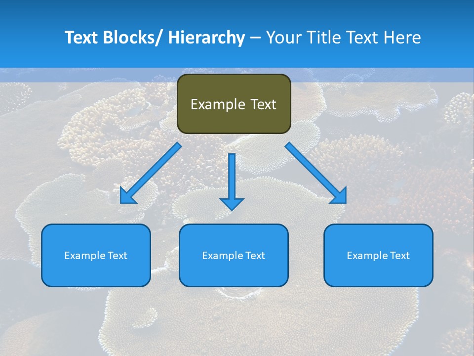 A Group Of Corals On A Reef Powerpoint Presentation PowerPoint Template