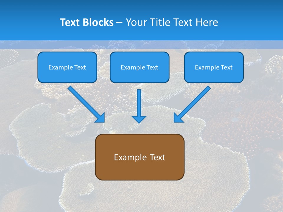 A Group Of Corals On A Reef Powerpoint Presentation PowerPoint Template
