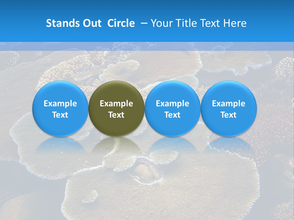 A Group Of Corals On A Reef Powerpoint Presentation PowerPoint Template