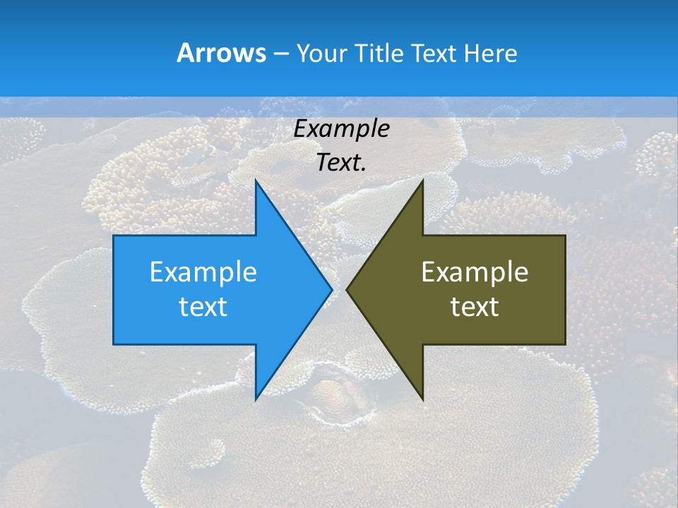 A Group Of Corals On A Reef Powerpoint Presentation PowerPoint Template