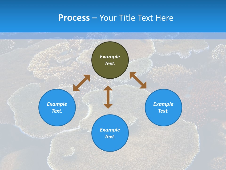 A Group Of Corals On A Reef Powerpoint Presentation PowerPoint Template