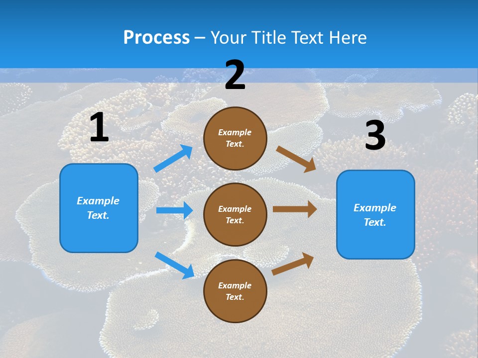 A Group Of Corals On A Reef Powerpoint Presentation PowerPoint Template