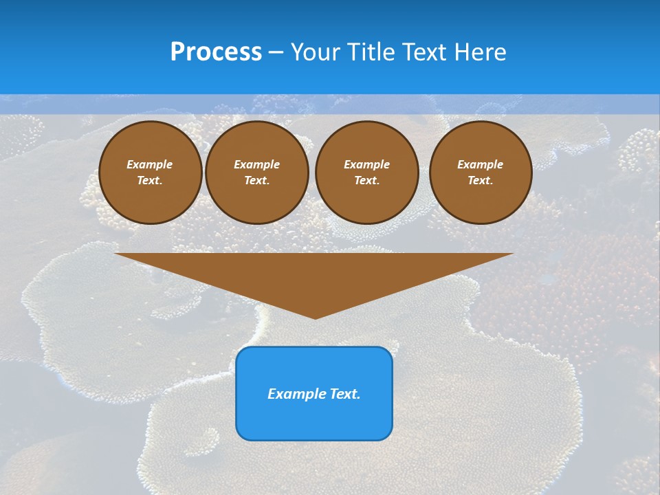 A Group Of Corals On A Reef Powerpoint Presentation PowerPoint Template