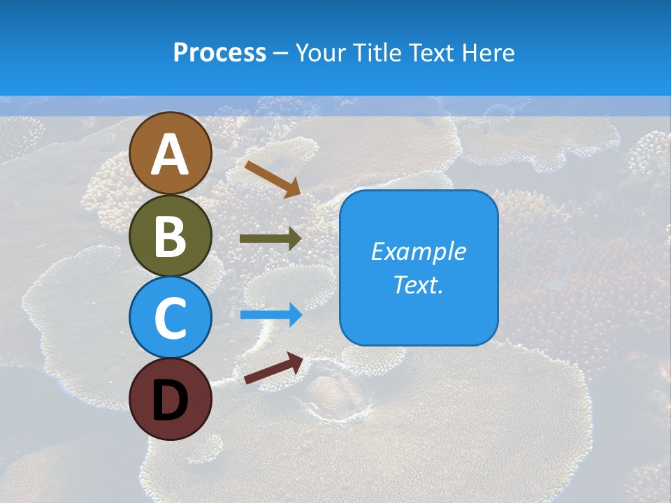 A Group Of Corals On A Reef Powerpoint Presentation PowerPoint Template