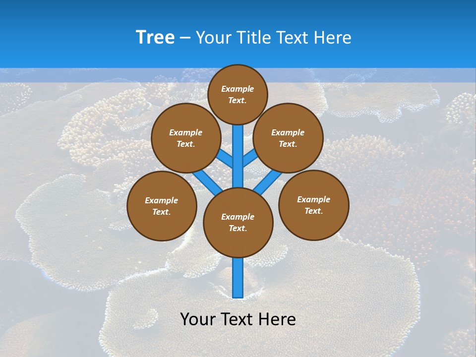 A Group Of Corals On A Reef Powerpoint Presentation PowerPoint Template