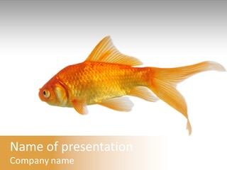 Gold Fish Swimming Isolated On A White Background PowerPoint Template