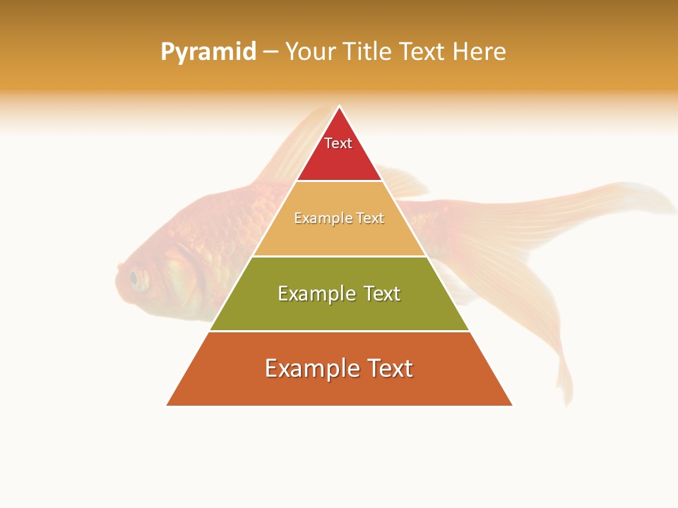 Gold Fish Swimming Isolated On A White Background PowerPoint Template