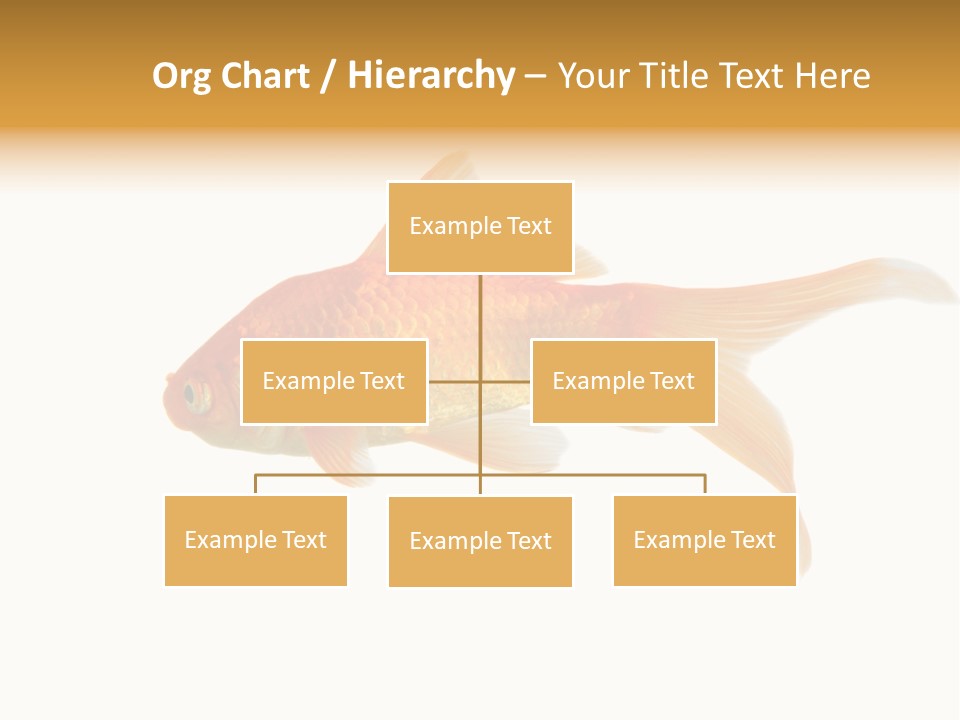 Gold Fish Swimming Isolated On A White Background PowerPoint Template