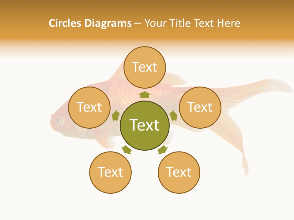 Gold Fish Swimming Isolated On A White Background PowerPoint Template