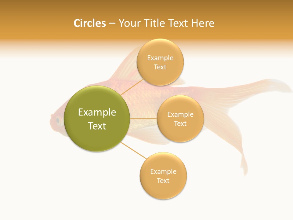 Gold Fish Swimming Isolated On A White Background PowerPoint Template