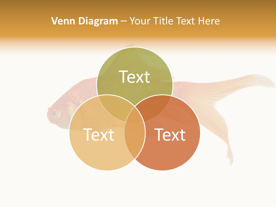 Gold Fish Swimming Isolated On A White Background PowerPoint Template